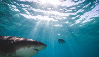 Tourist seriously injured in shark attack on Bahamas dolphin excursion