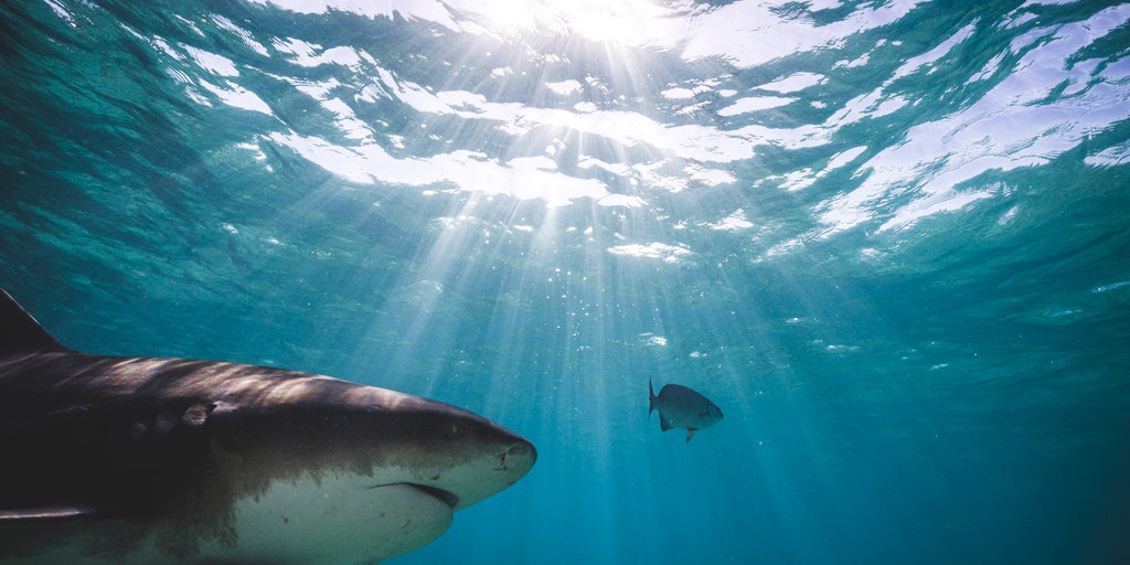 Tourist seriously injured in shark attack on Bahamas dolphin excursion