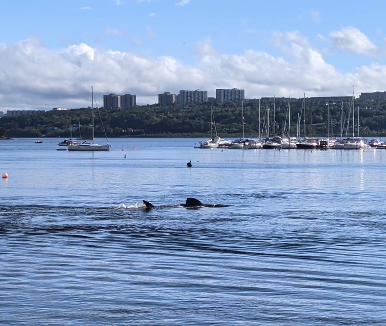 A shark fin can be seen in the water. Behind it are several sailboats.