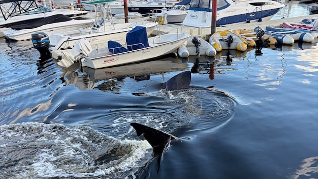 ‘Holy moly!’: Rare shark visit to Bedford Basin inspires shock and awe