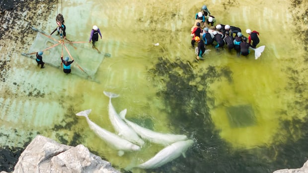 Marineland beluga from Niagara Falls, Ont., dies at Spain aquarium, 3rd death after rescue transfer