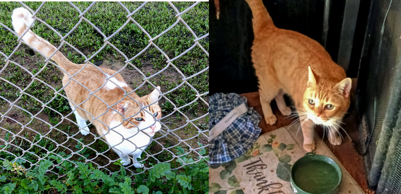 Two orange and white tabby cats