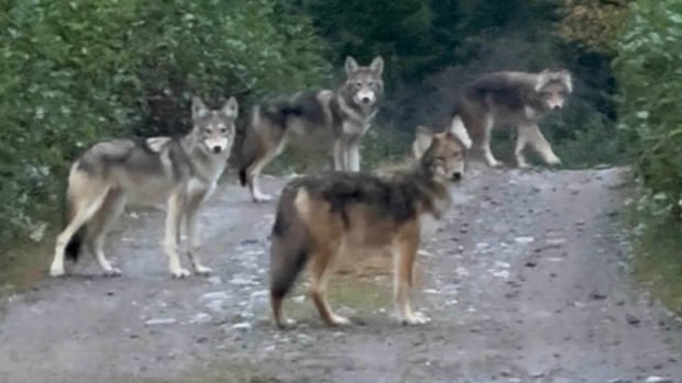 Coyotes? Wolves? Who knows? Animal sighting near Deer Lake baffles online community