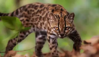 This small feline looked familiar, yet its DNA has just revealed a surprise that no one saw coming.