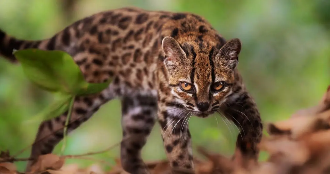 This small feline looked familiar, yet its DNA has just revealed a surprise that no one saw coming.