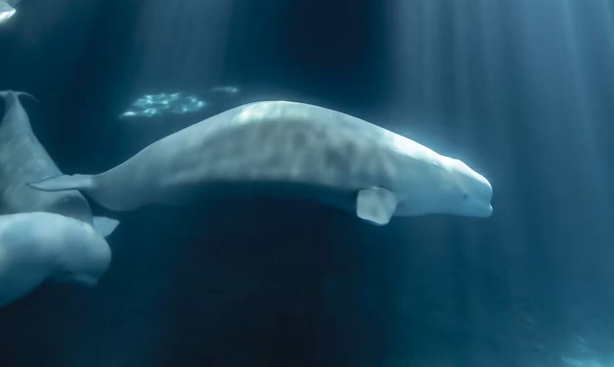 beluga whale swimming in tank
