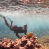 At one of the most pristine reefs in the world, located in the remote Pacific Ocean, scientists are learning how to help reefs recover from damaged caused by heat.