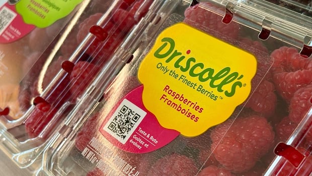 Whistleblower alleges millions of Driscoll’s berries sent to Canada with excess chemical levels