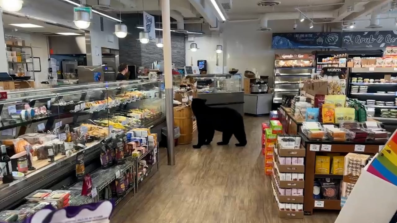 A black bear in a store