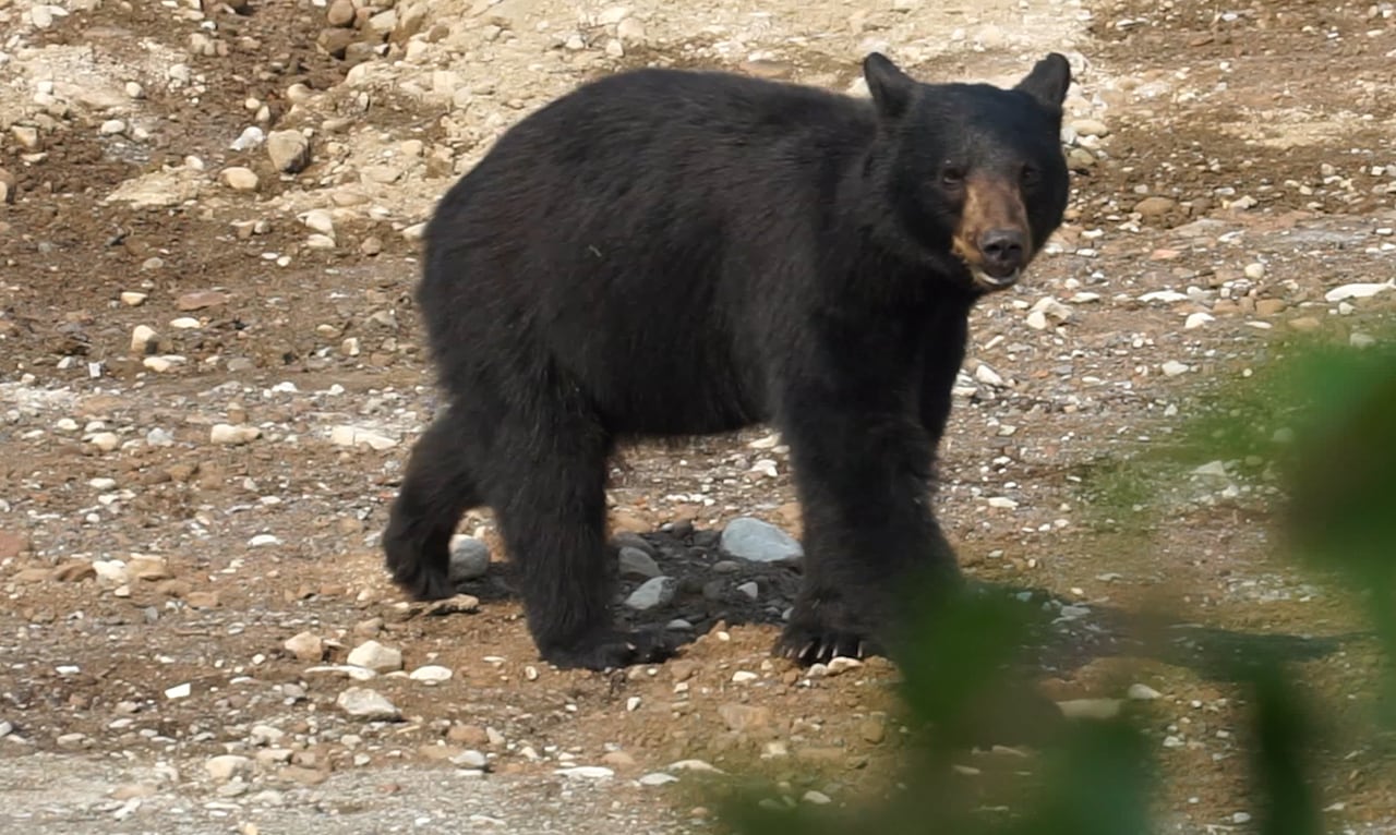 A black bear eating in a field in Squamish.