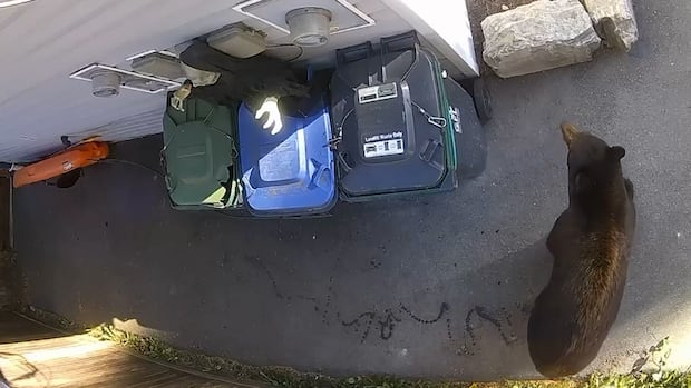 Squamish man uses motion-activated zombie to scare bears away from garbage