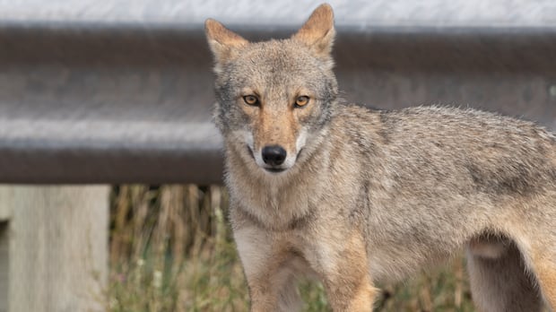 Coyote bite causes temporary closures in Cape Breton Highlands National Park