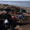 Volunteer excavators and archaeologists, many of them kneeling, search the soil for artifacts at the Nunalleq dig site.