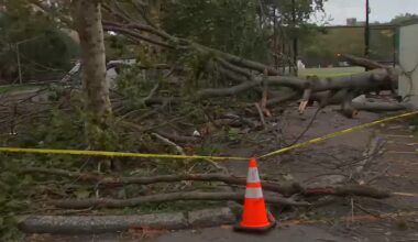 Falling tree kills NYCHA worker in East New York, Brooklyn