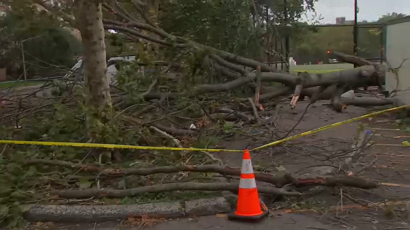 Falling tree kills NYCHA worker in East New York, Brooklyn