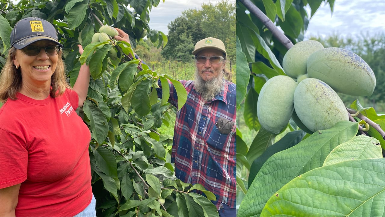 A composite image: on the left, two people stand beside a tree, touching its fruit. Right: a close up image of that fruit, which is green and oblong shaped.