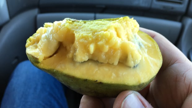 Behold the pawpaw, the tropical ‘alien banana’ that grows right here in Canada