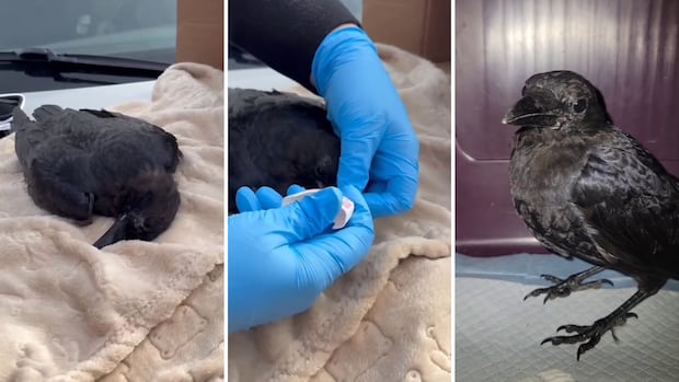 Crows are being given naloxone after suspected drug overdoses in Prince George