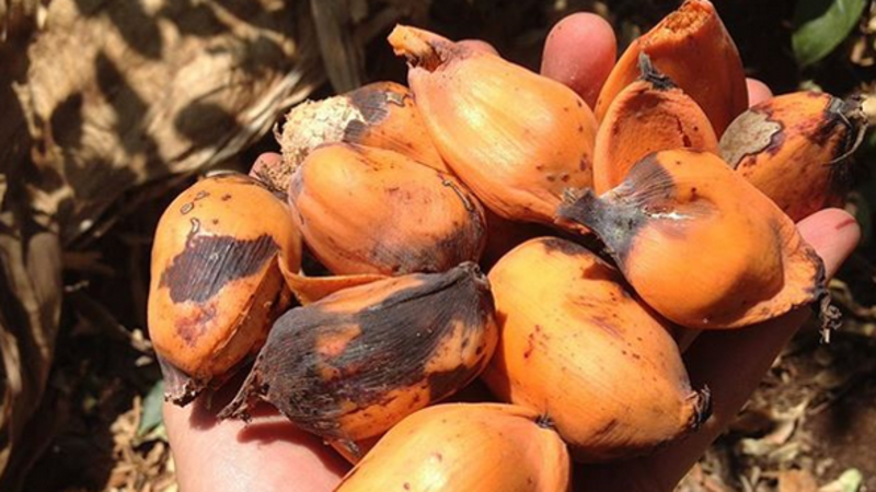 This ‘banana on steroids’ could help the battle against hunger