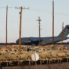 A United States Air Force Boeing C-17 used for deportation flights is pictured at Biggs Army Airfield in Fort Bliss, El Paso, Texas in February 2025.