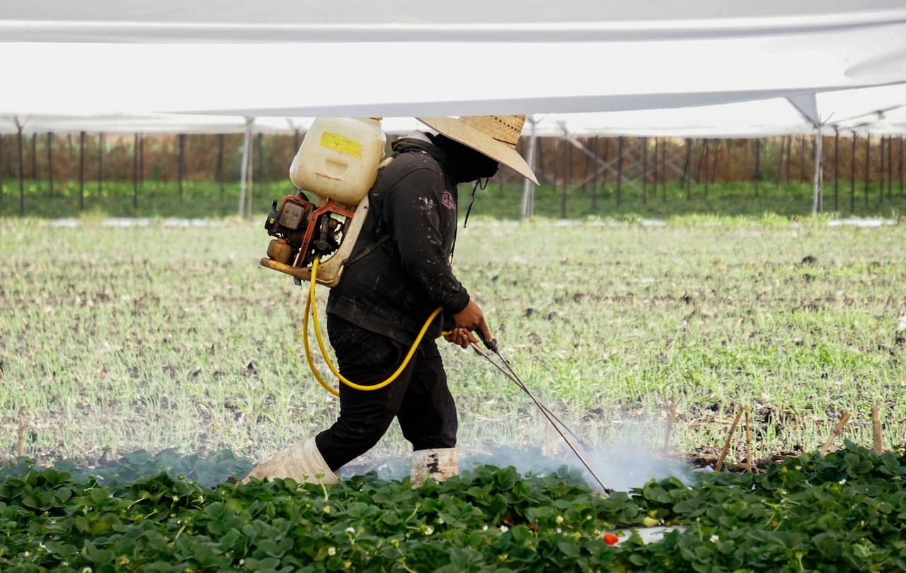 A man in a dark jacket and protective gear, with a straw had on his head and scarf over his face, carries a plastic tank on his back as he sprays chemicals from a hose on a field of berries that has a white plastic tarp stretched above it.