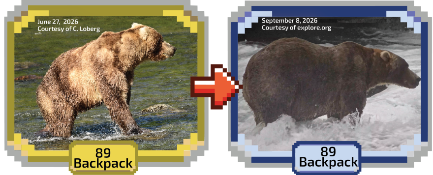 a fat bear's before and after photo