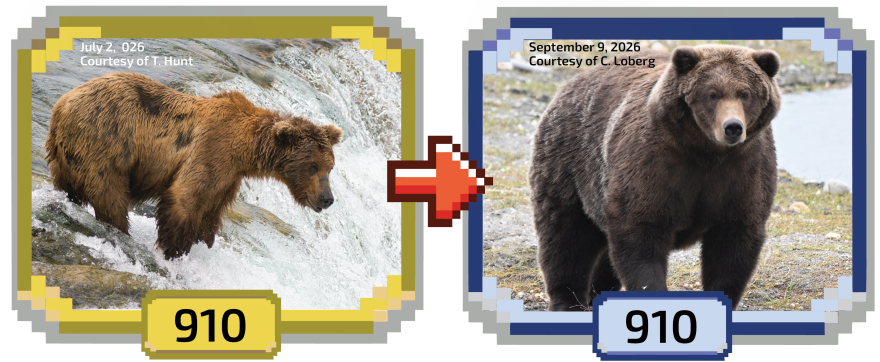 A fat brown bear