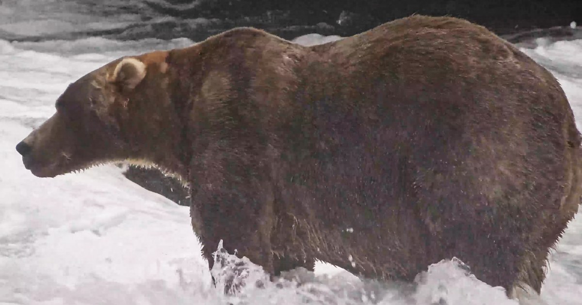 Gentle giant Backpack declared winner of Alaska’s Fat Bear Week
