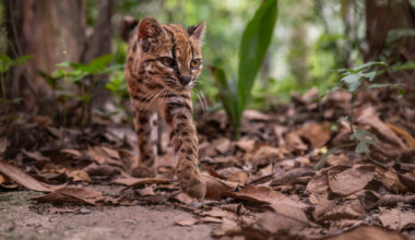 New Species of Cat Discovered for First Time in a Century