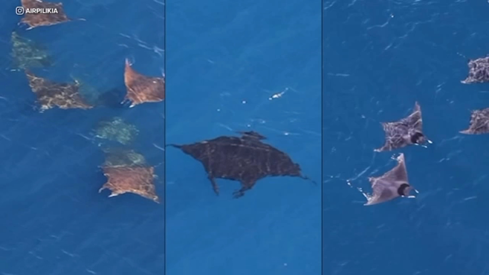 El Niño conditions bringing unusual sea creatures to Southern California coast coast
