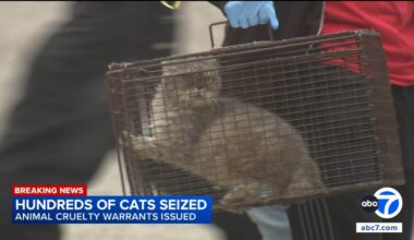 Hundreds of cats seized from Upland animal rescue nonprofit at center of animal abuse investigation