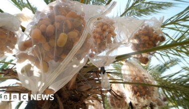 In West Bank, date farmers weigh impact of UK sanctions on Israeli settlers - BBC