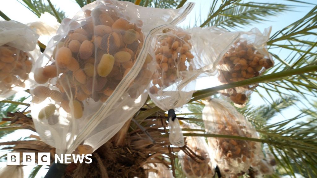 In West Bank, date farmers weigh impact of UK sanctions on Israeli settlers - BBC