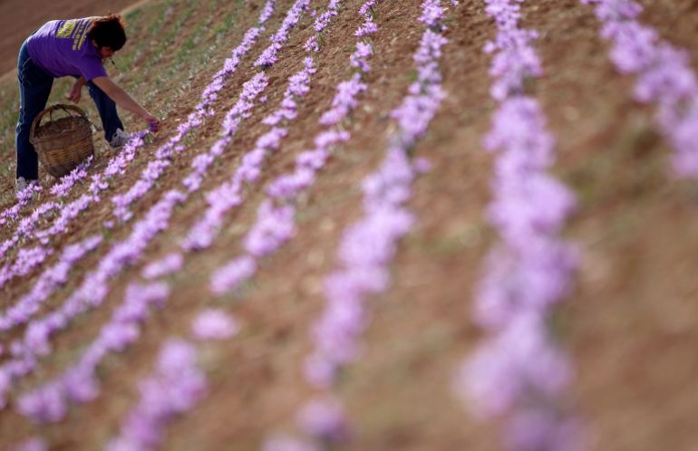 Antonia Moreno collects flowers of crocus sativus, the saffron crocus, during the saffron harvest in Consuegra, central Spain, October 28, 2010. For centuries, saffron has bedecked with purple in the Spanish plains where fictional character Don Quijote tilted at windmills and delicately flavoured paellas. It takes 400,000 stems to make up a kilo of saffron, which retails at about 10,000 euros ($14,000), although a few fragrant threads only are needed to give a typically tasty yellow tinge to traditional rice dish paella. Picture taken October 28, 2010. REUTERS/Sergio Perez (SPAIN - Tags: SOCIETY)