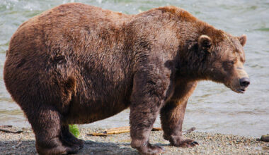 Fat Bear Week opens for Alaska’s heavyweight crown. Can Chunk, the 1,200-pound champ, win again?