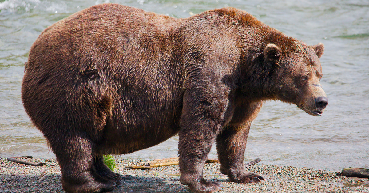 Fat Bear Week opens for Alaska’s heavyweight crown. Can Chunk, the 1,200-pound champ, win again?