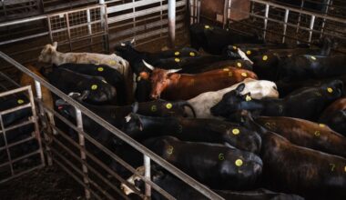 Cattle groups call out ICE operations for workforce disruptions