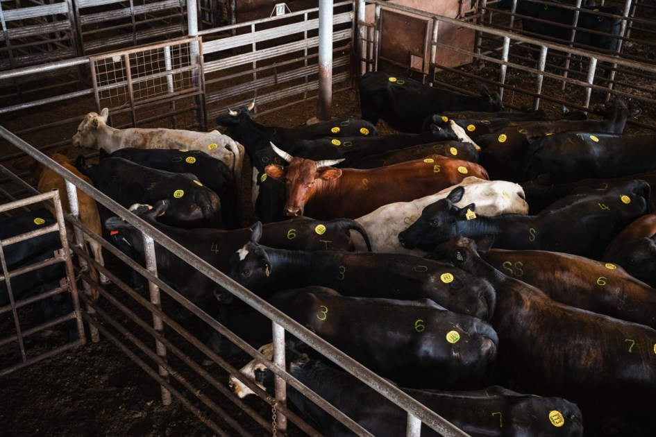 Cattle groups call out ICE operations for workforce disruptions