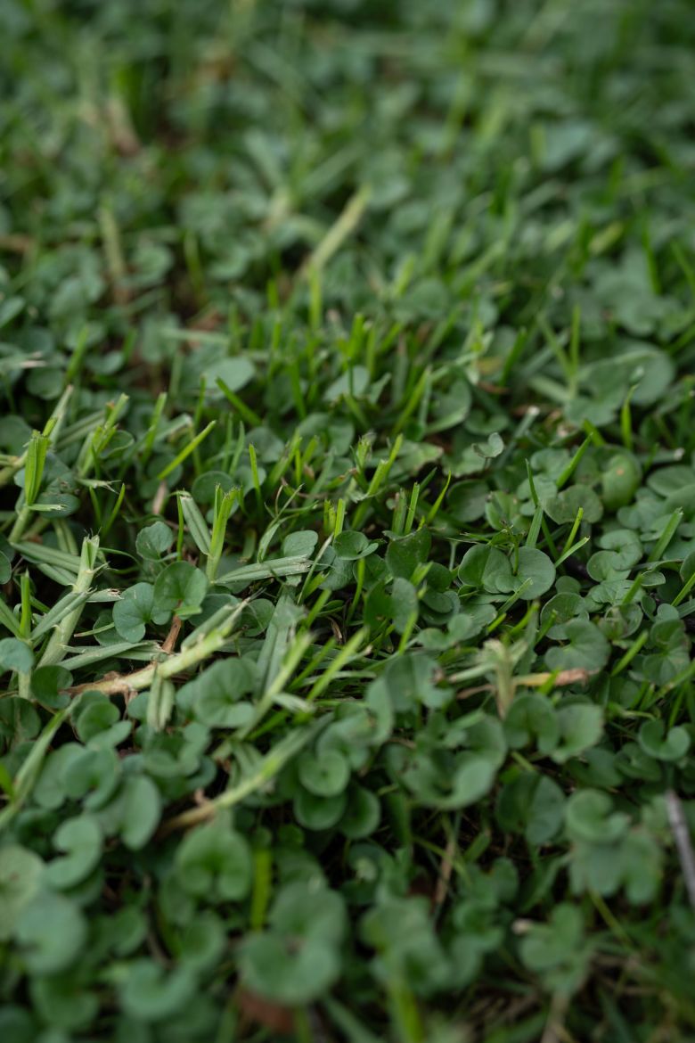 Grass grows at Boreal Plunge Park in Ladera Ranch on Friday, September 18, 2026.