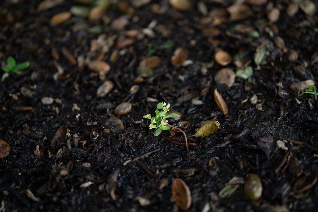 A small plant is seen sprouting at Boreal Plunge Park in Ladera Ranch on Friday, September 18, 2026.