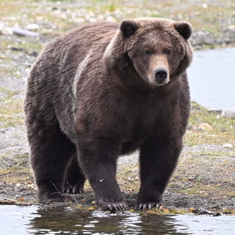 Bear 910