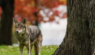 Parts of Nova Scotia national park closed temporarily after coyote bite: Parks Canada - Halifax