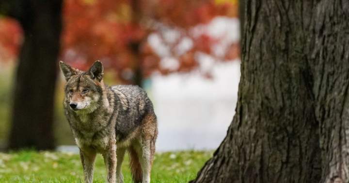 Parts of Nova Scotia national park closed temporarily after coyote bite: Parks Canada - Halifax
