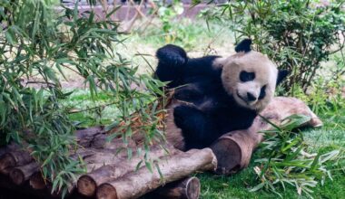 Giant Pandas, Icons of China’s Soft Diplomacy, Arrive in Atlanta