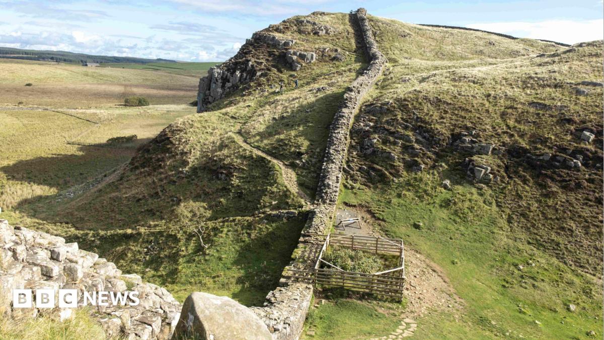 The Sycamore Gap tree stump fenced off next to Hadrian's Wall has  a thick ring of new shoots around its stump. The wall snakes up and down a green hill, set within open countryside. The wooden fence around the stump is against the wall on one side of it.