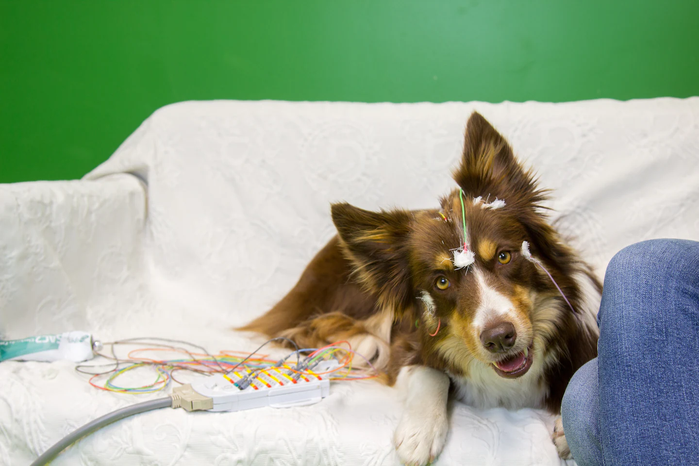 Dogs use a surprising method to understand human language, new study suggests