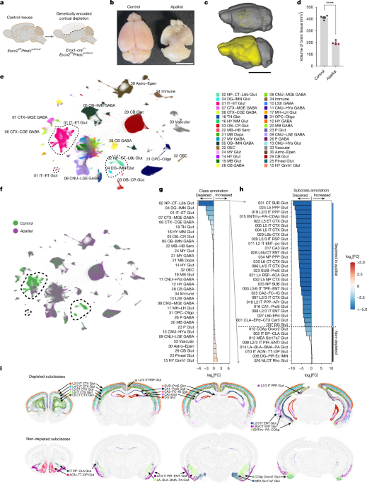 Developmental xenocortication using human-derived organoids in mice