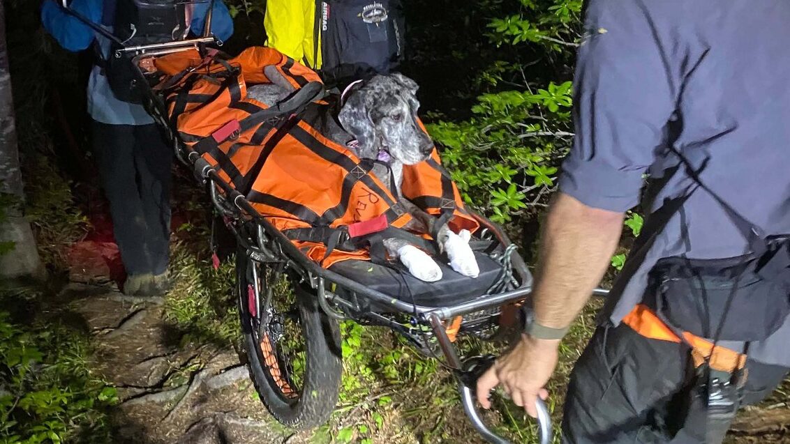 Great Dane stretchered off mountain near Revelstoke, B.C., in unusual rescue