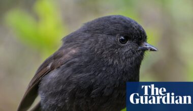 The black robin, once down to just a single breeding pair, wins NZ bird of the year | New Zealand