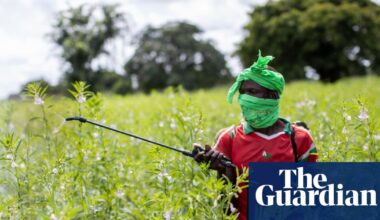 Almost half of world’s farmers poisoned by pesticides every year, experts find | Pesticides
